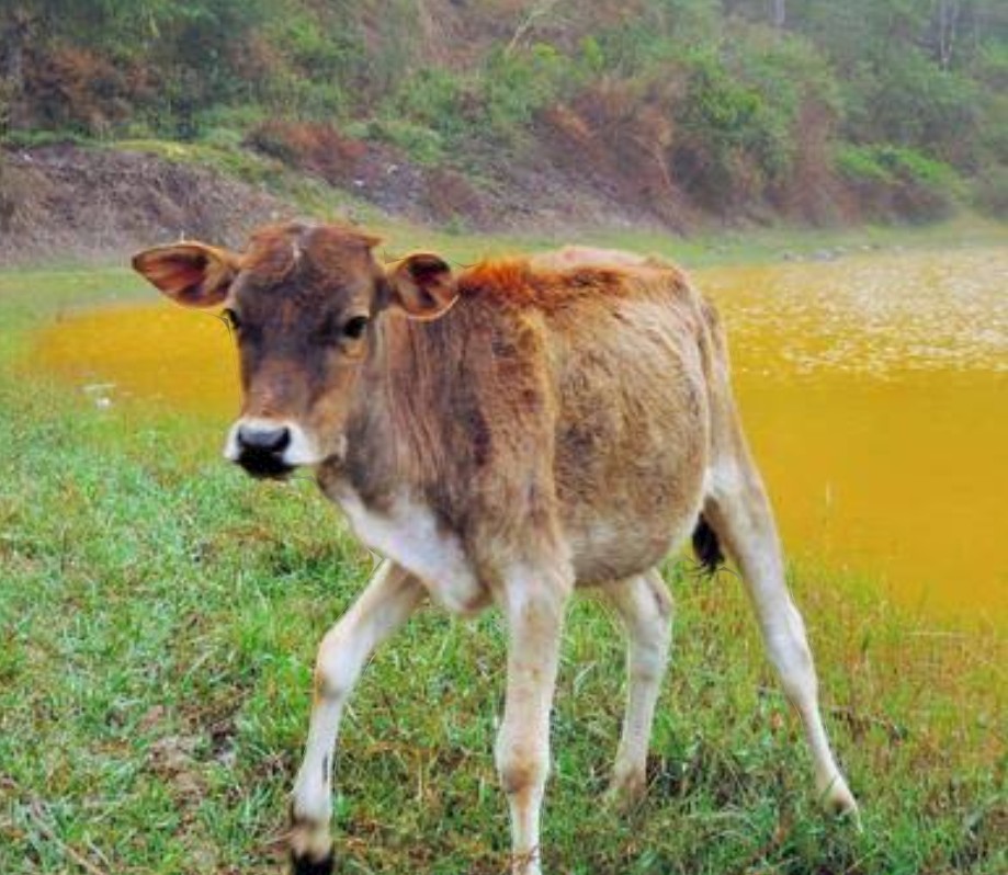 गौशाला में बछड़े की हत्या, सीसीटीवी कैमरे की मदद से पकड़ाया आरोपी 